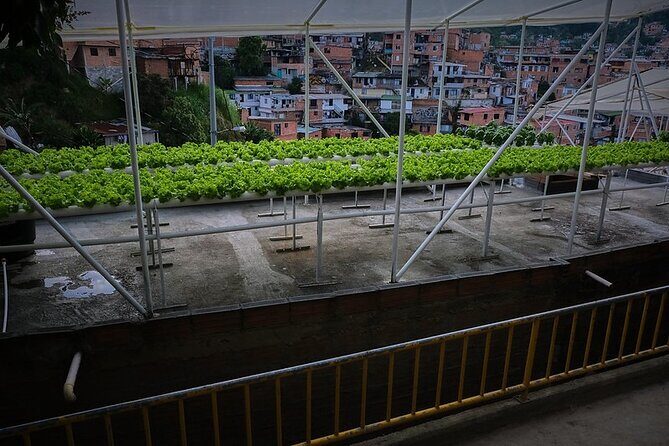African Music Roots Private Tour in Comuna 13, Medellin - From survival to culture: what the guide connects while you descend