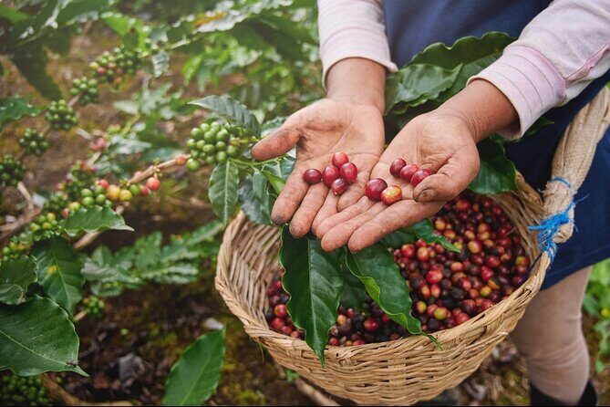 Amazing ATV and Local Coffee Farm Private Tour from Guatape - Coffee plantation visit at Miler coffee tours: from growth stages to processing