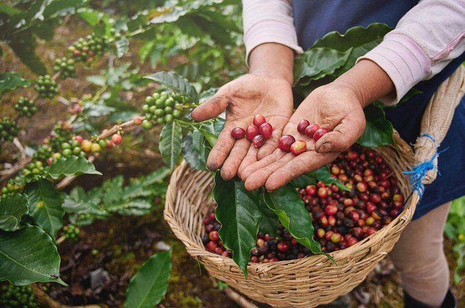 Amazing ATV and Local Coffee Farm Private Tour from Guatape - Why the coffee tasting session is the real payoff