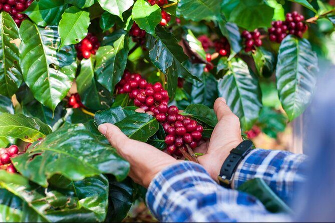 Amazing ATV and Local Coffee Farm Private Tour from Guatape - The mid-tour break: snack timing and energy management