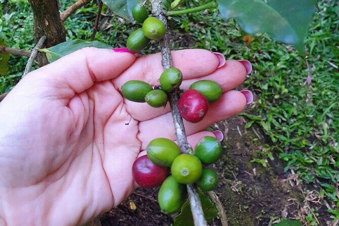 Best Coffee brewing workshop in AVOEDEN cafe - Who should book this workshop (and who might skip it)
