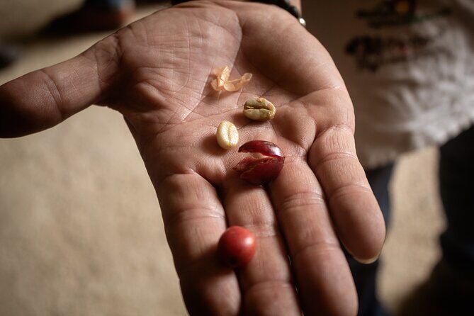 Best Coffee Tour from Medellin with Lunch and Transportation - Who should book this coffee tour—and who might not