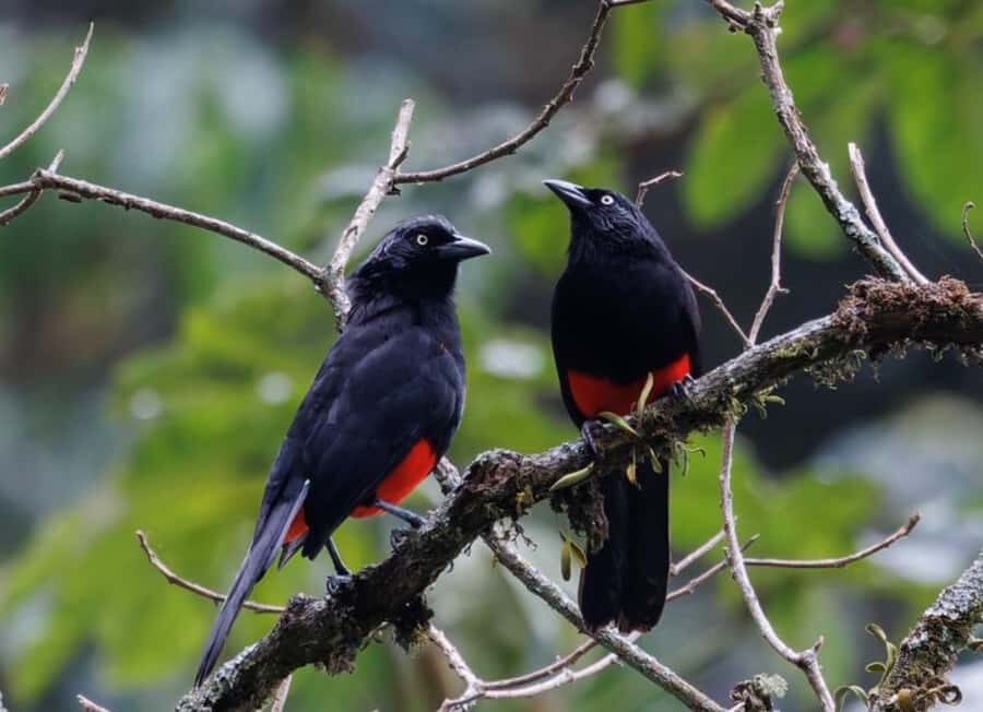 Birding Medellin with expert bird-watcher (Private) - Key Things You’ll Notice Right Away