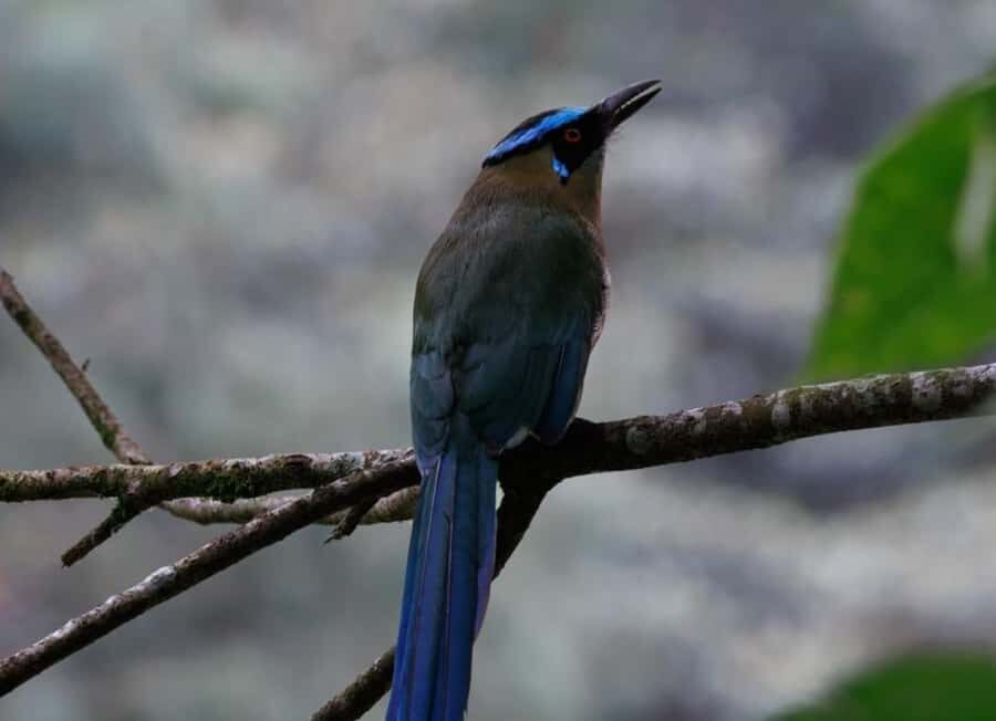 Birding Medellin with expert bird-watcher (Private) - Value in Plain Numbers: Is $197 Worth It?