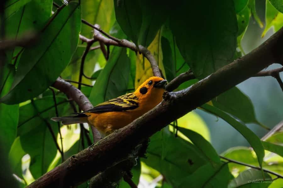 Birding Medellin with expert bird-watcher (Private) - Why La Romera Reserve Is Such a Good Birding Bet