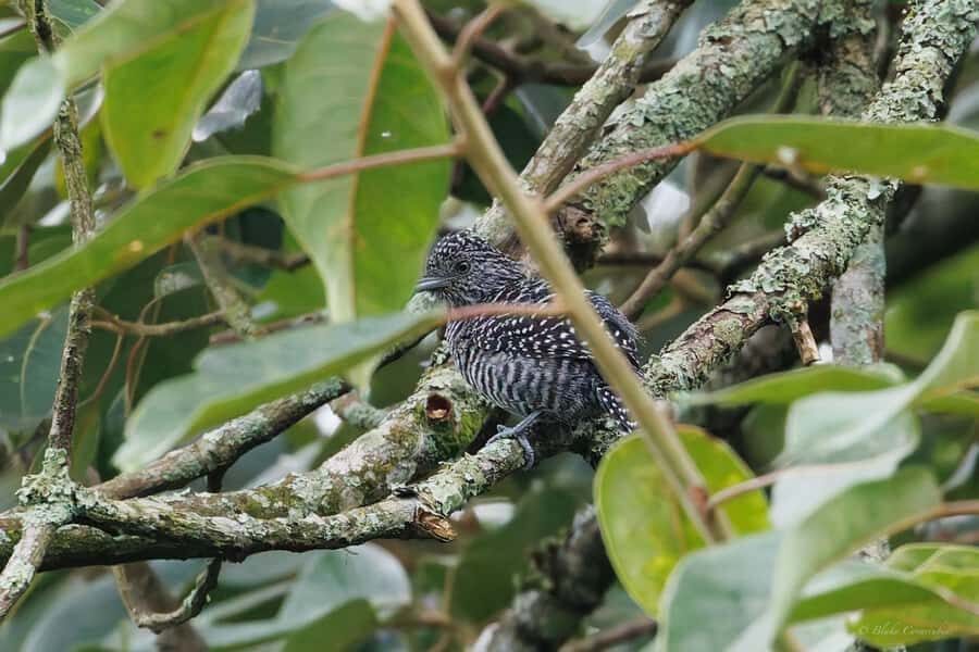 Birding Medellin with expert bird-watcher (Private) - Your Ornithologist Team: What Makes the Spotting Work