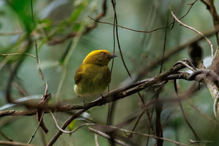 Birding Medellin with expert bird-watcher (Private) - The Included Bird List App: Turn Sightings Into Learning