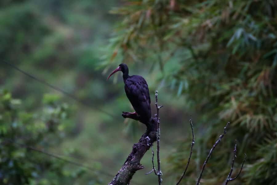 Birding Medellin with expert bird-watcher (Private) - Weather and the Hilly Reality Check
