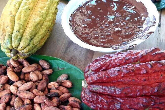 Cacao Tour from Medellín - Key highlights you’ll actually use