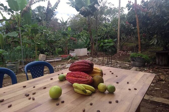 Cacao Tour from Medellín - Cacao in San Francisco: why this area matters