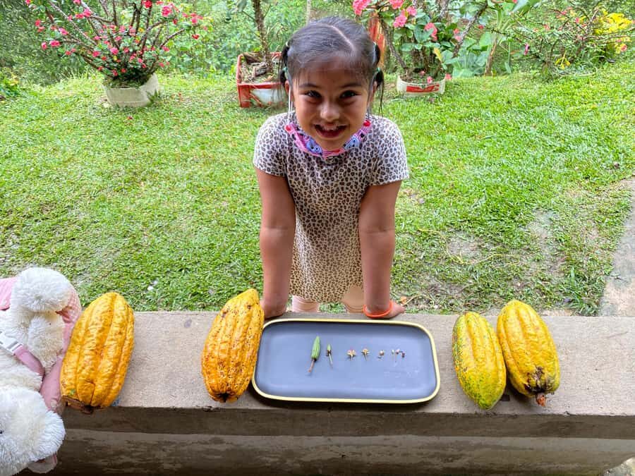 Chocolate tour near the Medellín - The cacao farm process: picking through fermentation, drying, roasting, and grinding