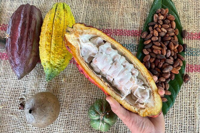 Chocolate Tour With Exfoliation in Beautiful River from Medellín! - San Francisco cacao farm: from cacao pods to your chocolate bar