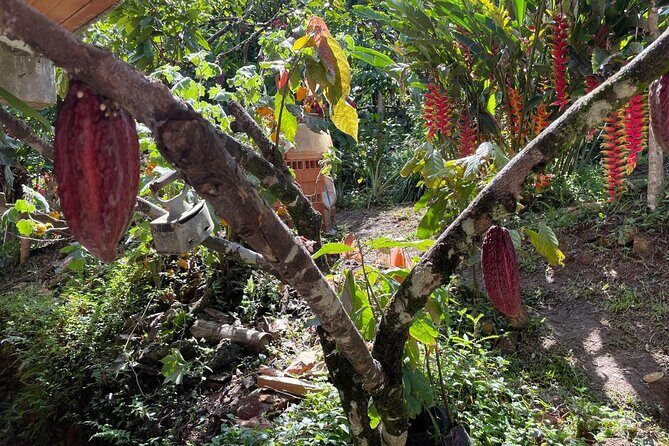 Chocolate Tour With Exfoliation in Beautiful River from Medellín! - Why this itinerary feels different from a standard tasting