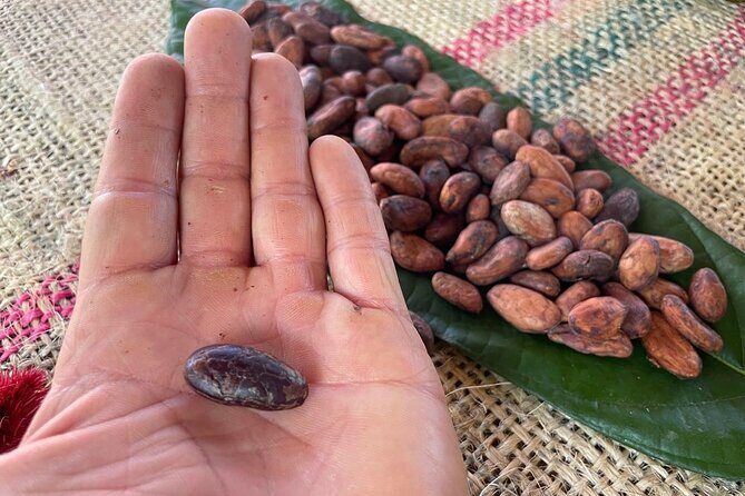 Chocolate Tour With Exfoliation in Beautiful River from Medellín! - Should you book this Medellín chocolate tour?