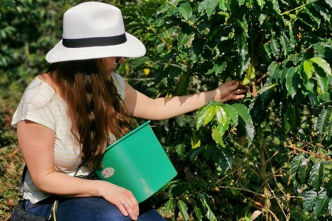 Coffee & Chocolate Private Tour in Medellin: Genuine Experience - Key highlights you’ll feel in your day