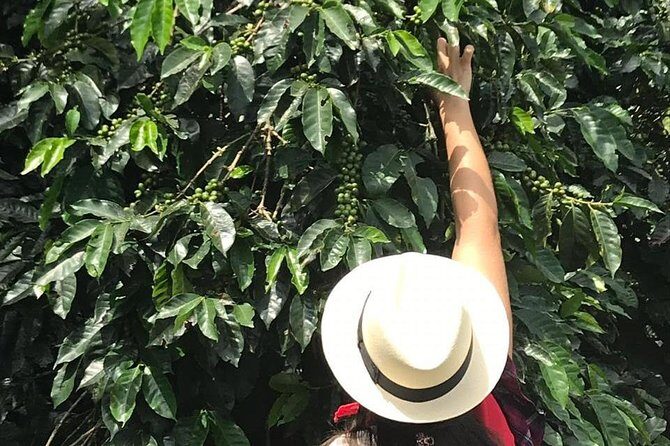 Coffee Tour - All inclusive - Medellín - Door-to-door pickup and the paced schedule that keeps things simple