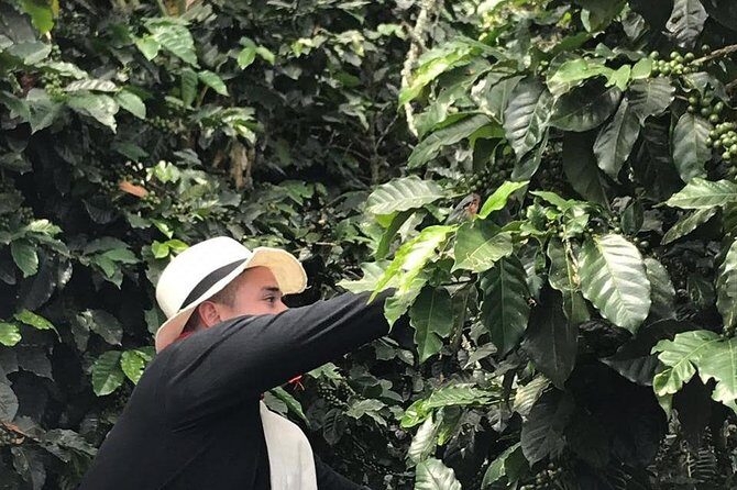 Coffee Tour - All inclusive - Medellín - How the tour explains coffee: from seed collection to your cup