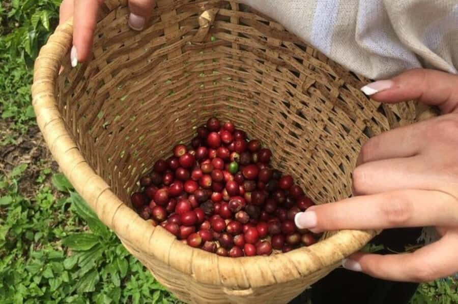 Coffee Tour from Medellin with Lunch and Coffee Tasting - Key highlights worth knowing