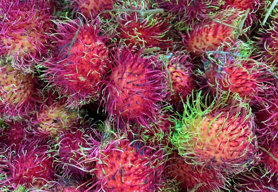 Essential Fruit Experience - Walking the Plaza: The 75 Minutes That Make It Click