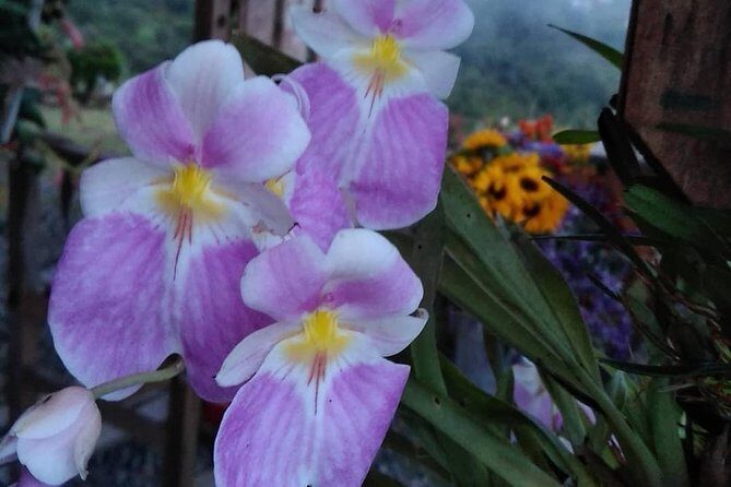 Exotic flowers farm and silleteros cultural tour - Who should book this tour, and who might prefer something else