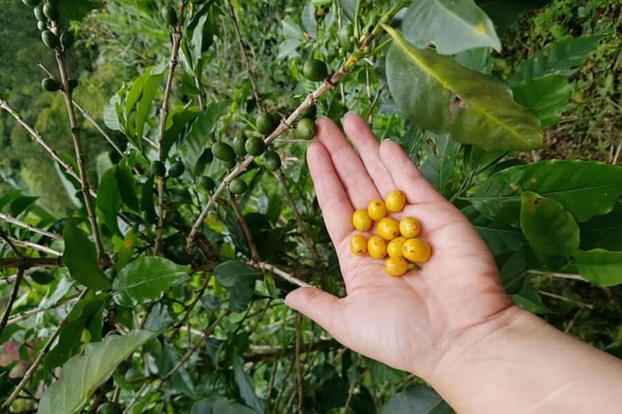 From Medellin: Private Envigado Coffee Tour with Tastings - What to bring for comfort and easy check-in
