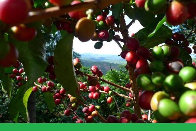Full-Day Private Guatape Coffee Villa Tour from Medellin - Why This Private Guatapé Day Works So Well From Medellín