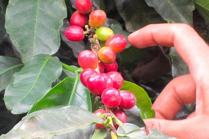 Full-Day Private Guatape Coffee Villa Tour from Medellin - Tour Pace and Private Group Size: Good Day, Not Chaotic Day