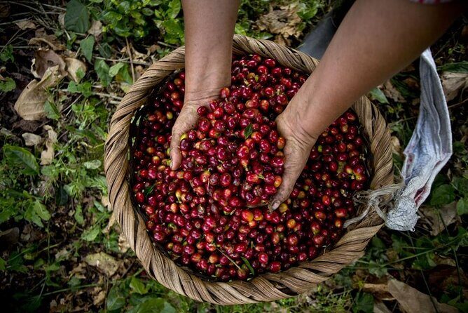 Guatape tour + Boat Ride + coffee tour “BEST EXPERIENCE” - Guatapé town tour and zócalos: where the day turns colorful