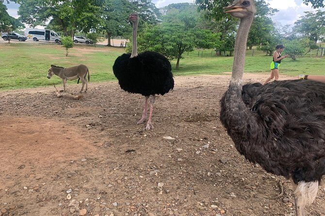Hacienda Nápoles tour - Touring inside the park: animals, safari-style motion, and comfort
