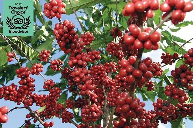 Jardín Coffee Lovers Private Tour with Waterfall Option from Medellín - Coffee Villa in the Andes: Hands-On Learning with a View