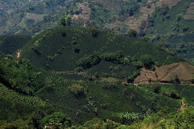 Jardín Coffee Tour out of Medellín - Private guide energy: flexibility, pacing, and stories you can use