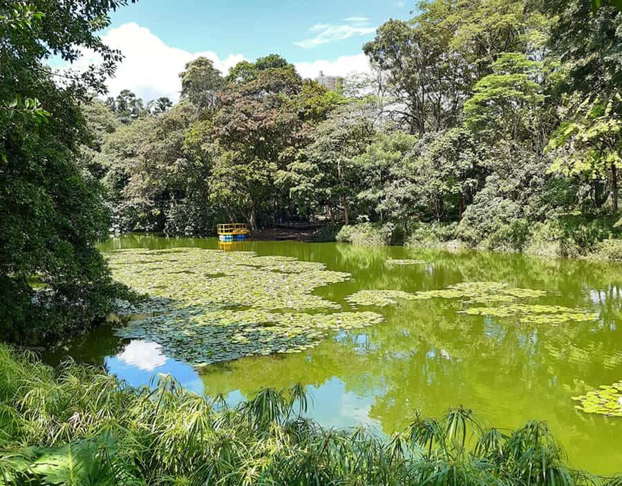 Medellín: Botanical Garden and Arvi Park City Tour - Arví Park: Trails, Viewpoints, and a Protected Forest Feel