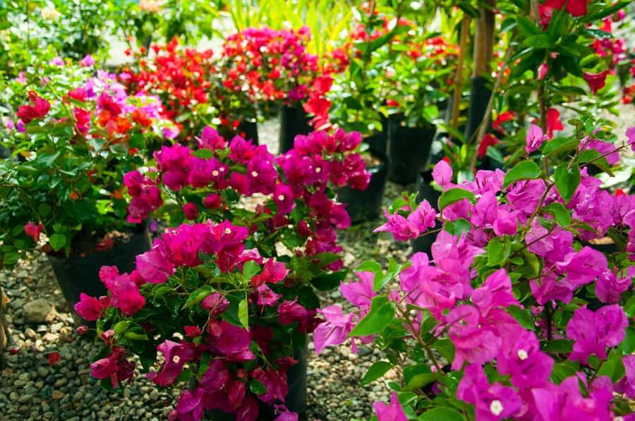 Medellín: Botanical Garden and Arvi Park City Tour - Gastronomic Experience: Included, But Keep It Flexible