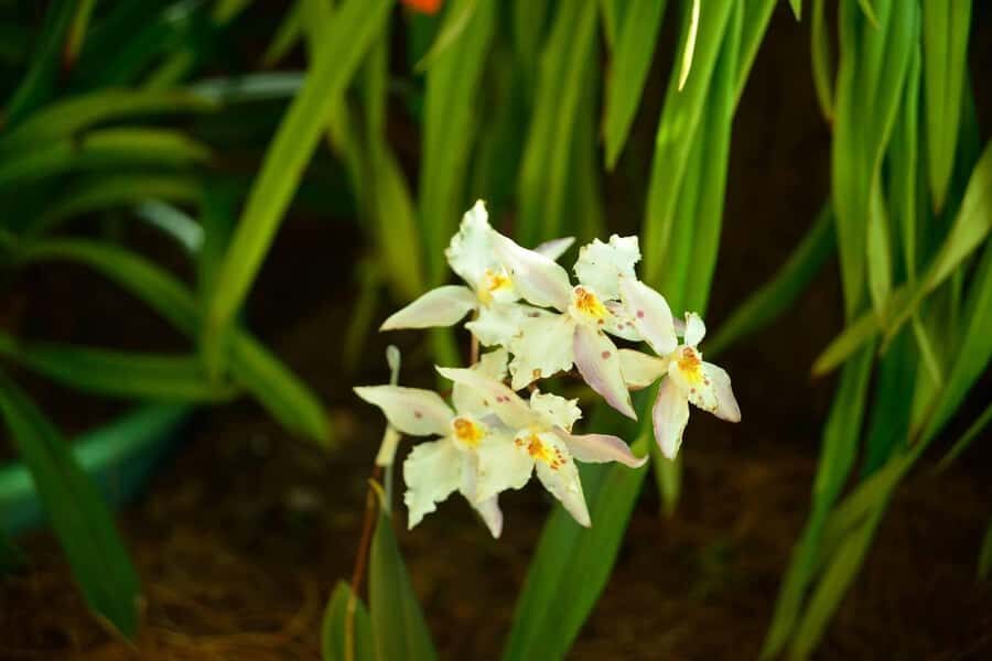 Medellín: Botanical Garden and Arvi Park City Tour - Practical Tips So the Day Feels Easy