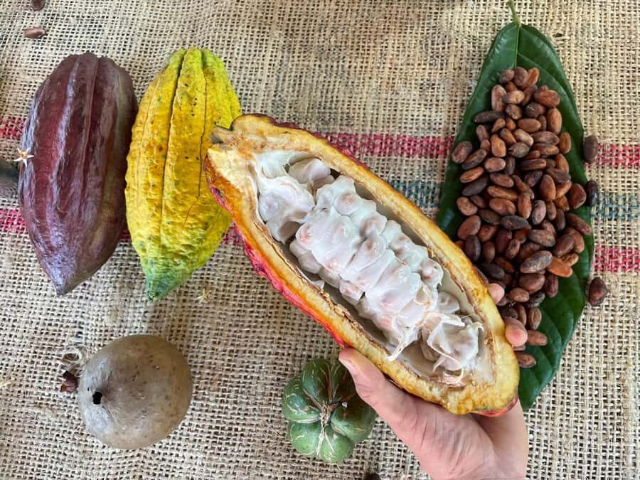 Medellín: Chocolate Tour & Exfoliation in beautiful river - How the drive sets the tone for a Medellín cacao day