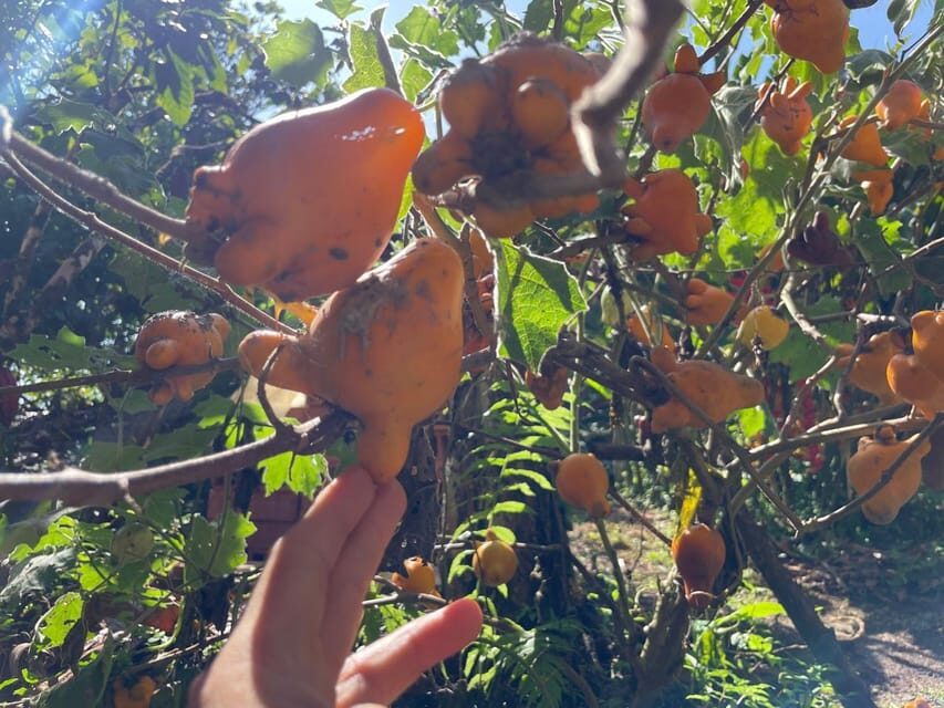 Medellín: Chocolate Tour & Exfoliation in beautiful river - Chocolate from tree to bar: what you’ll actually learn