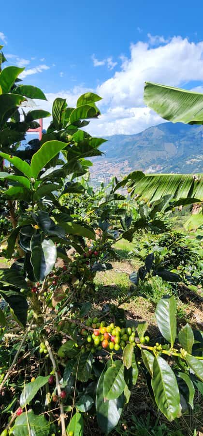 Medellin: Coffee Farm Tour & Spa with Overnight Glamping - Coffee spa treatments: massage, scrub, and a coffee facial mask