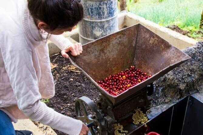 Medellin Coffee Tour & Spa - Coffee processes: what you’re really learning before the tasting