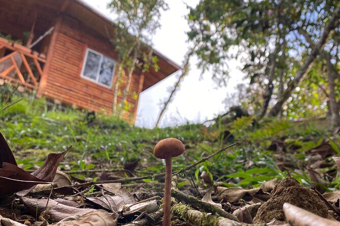 Nature Exploration and Healing Sounds in Santa Elena - The sound therapy and music: where the forest becomes the instrument