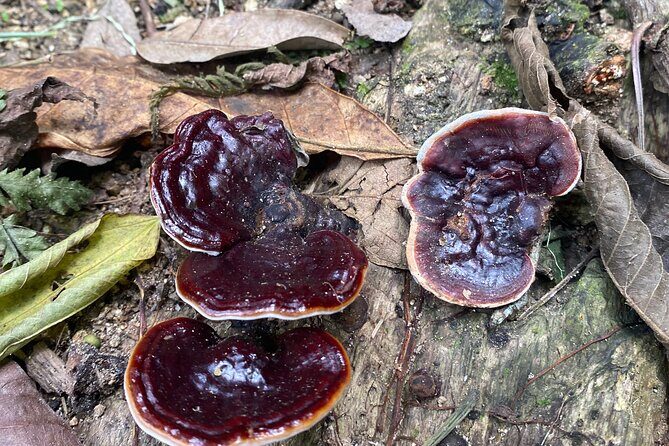 Nature Exploration and Healing Sounds in Santa Elena - Price and value: why $50 can be a fair deal