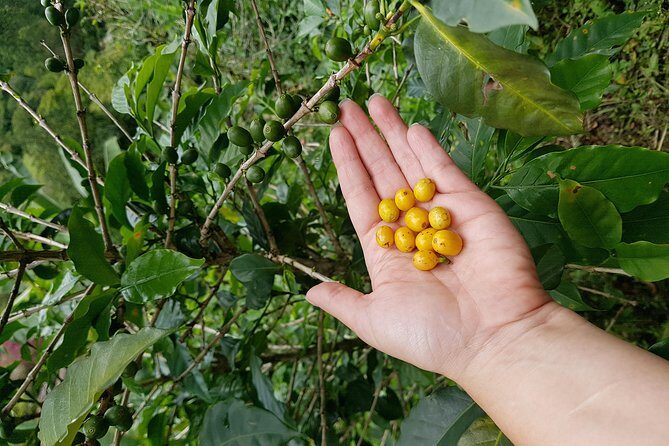 Private Day Tour of Jardín with Horseback Ride and Coffee Villa from Medellin - Starting at 6am: Why That Early Pickup Works