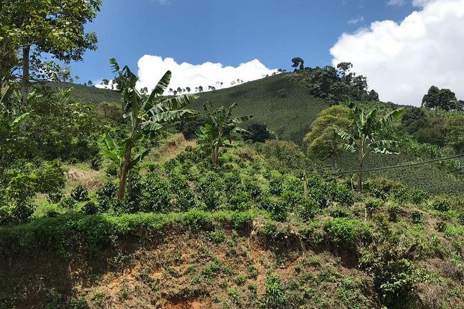 Private Full-Day Coffee Tour to Palmitas farm near Medellín - The farm time includes lunch and an optional horse ride