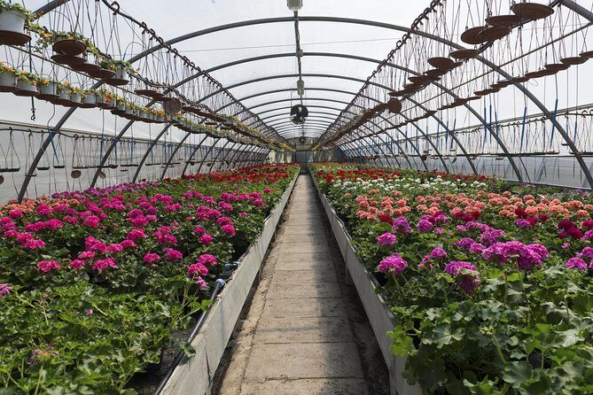 Santa Elena trip: Silleteros and Flower Farm Cultural Tour - From Medellín’s streets to Santa Elena’s Flower World