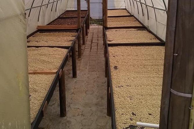 Tour Guatape and Coffee - Coffee and exotic fruit tasting: what you do, see, and sample