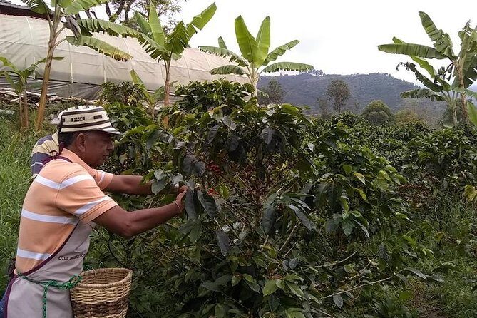 Tour Guatape and Coffee - The private guide advantage with Henry: flexibility, translation, and local connections