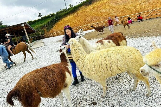 Tour to Guatapé From Medellin by Private Transportation - El Alto del Chocho: animal farm snacks and classic Antioquia breads